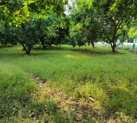 Mango Trees