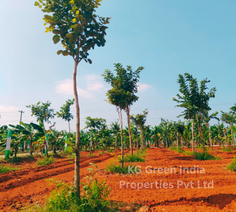 Farmland for Sale nearby Chennai