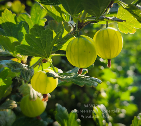 11-KG-Green-India-Properties-Pvt-Ltd-468-420